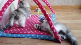 Недель сибирские котята играют вместе