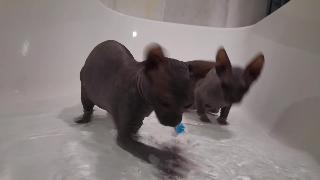 Два брата сфинксов радостно играют с игрушками в ванной