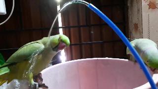 Попугай играет с водой
