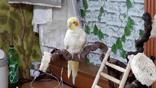Корона попугаев шерстяное желе привет