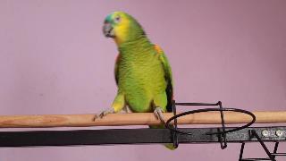 Амазонский попугай зови ее папа
