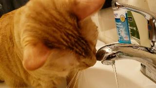 Кошка пытается выяснить водопроводную воду
