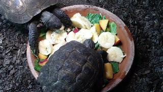 Рен и сиппи мои русские черепахи