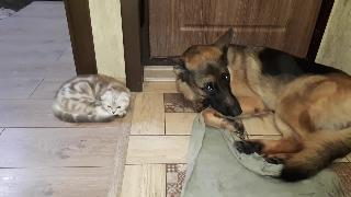 Кошка и собака расслабляются вместе