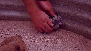 Малышка кукабурра смеющийся парк дикой природы кавершам австралия