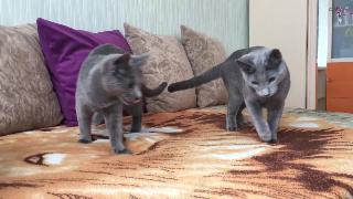 Русские голубые кошки рузара
