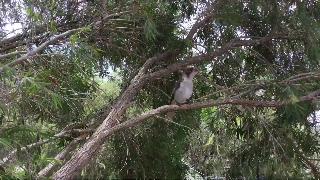 Австралийская певчая птица серый удардрозд