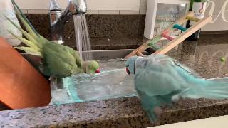 Попугаи принимают душ в своем собственном домашнем бесконечном бассейне