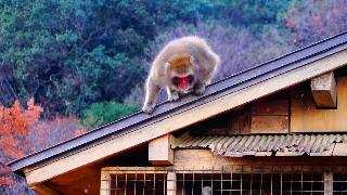 Арисияма парк обезьян киото