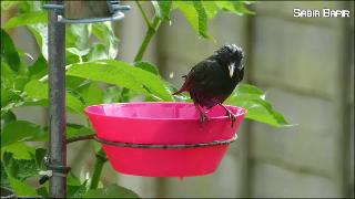Черная птица купается в воде смешное видео птица