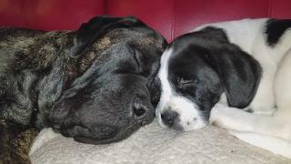 Недельный щенок спит со своим храпящим старшим братом