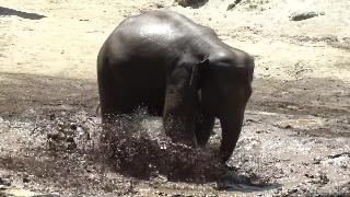 Грязевая ванна для слонов