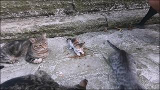 Маленький котенок не хочет делиться едой со взрослыми кошками