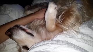 Утренний обниматься с собакой на диване английский кремовый золотистый ретривер