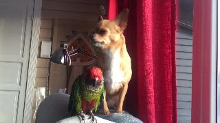Чихуахуа и паракит поцелуют росифронс попугай с розами