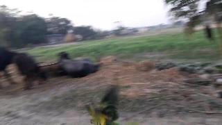 Забавный попугай поймал деревенского мальчика