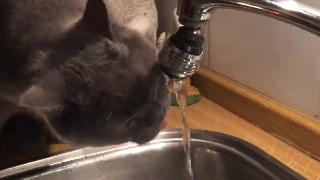 Наш кот любит пить водопроводную воду прямо из крана