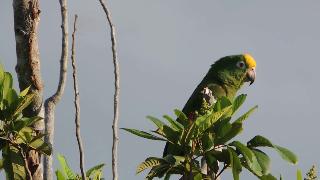 Птицы венесуэлы птица баринас королевский попугай