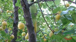 Попугай ест абрикосы на дереве