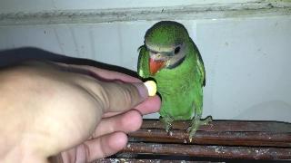 Попугай ест ест попугайчик