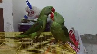 Веселые попугаи мои попугаи играют играют красивые птицы