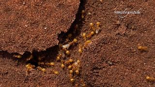 Увлекательный крупный план муравьев с перетягиванием яиц