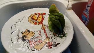 Милый попугай принимает ванну держи ее в покое