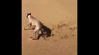 Начальная буква собака бегущая по пляжу
