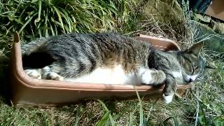 Кот дремлю в горшке с растениями