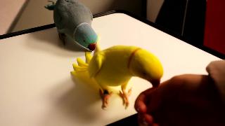 Предполагаемая мутация говорящие попугаи индийцы