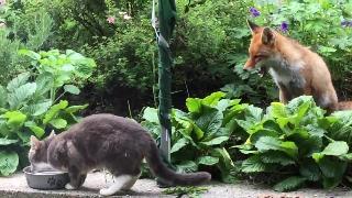 У лисы и кота невероятно редкая дружба
