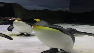 Король пингвинов пузыря поппи