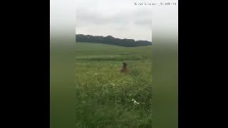 Веселая собака прыгает по полю как кенгуру