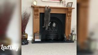 Кошка пытается подтянуть каминную доску