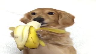Милая собака ест банан сам