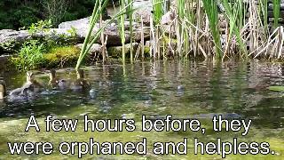 Спасенные утята очень рады играть и пировать в пруду