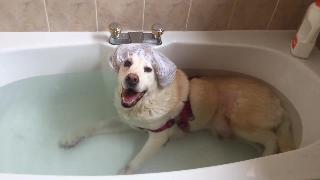 Собака в ванной слушающая мечту трелла