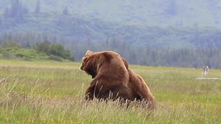 Аляска гризли против гризли медвежий бой