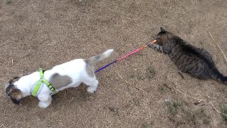 Полосатый котенок пытается вернуть контроль над своим щенком