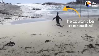 Маленькие пингвины на мели спасены и отпущены животнымигероями додо