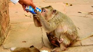 Веселая доставка новорожденной обезьяны очень маленькая обезьянка
