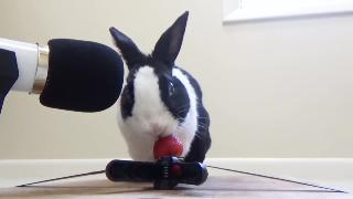 Кролик ест сочную клубнику