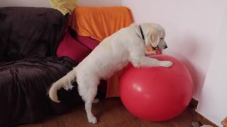 Большой взрыв собака против гигантский воздушный шар забавный щенок бейли