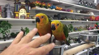 Купить попугаи