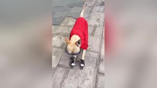 Собака демонстрирует невероятные навыки катания на роликах