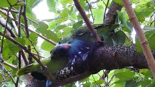 Голубоглазый попугай кормящий молодняк голубоглазый попугай