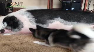 Собака просыпается спящая забавная свинья