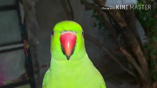 Индийский кольцевой попугай