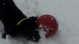 Лабрадудл бен любит веслый бал в снегу