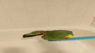 Свобода попугай панама амазонка имеет сказочные перья во время купания птиц хилтон хед айленд южная каролина